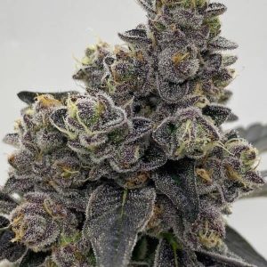 Buy White Cheetoz Strain UK