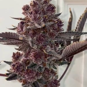 Buy Tropicana Cherry Strain UK