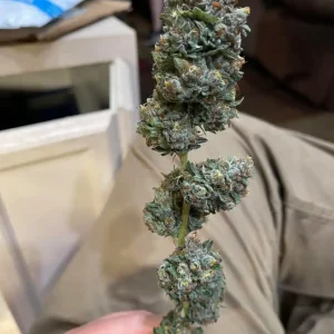 Buy Pineapple Express Strain UK