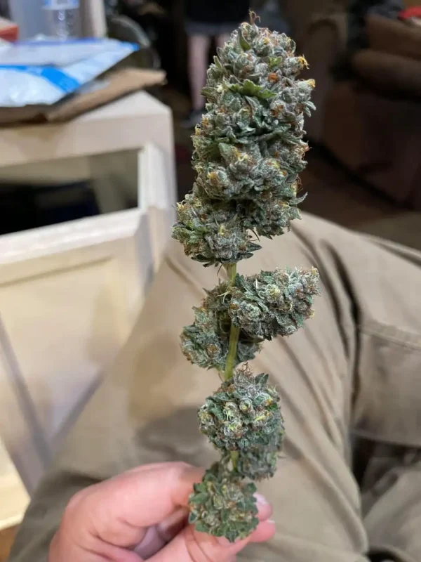 Buy Pineapple Express Strain UK
