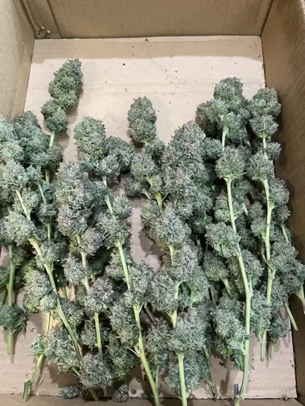 Buy Pineapple Express Strain UK - Image 3