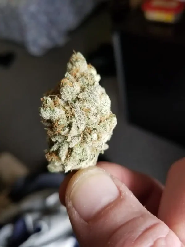 Buy Pink Starburst Strain UK - Image 3